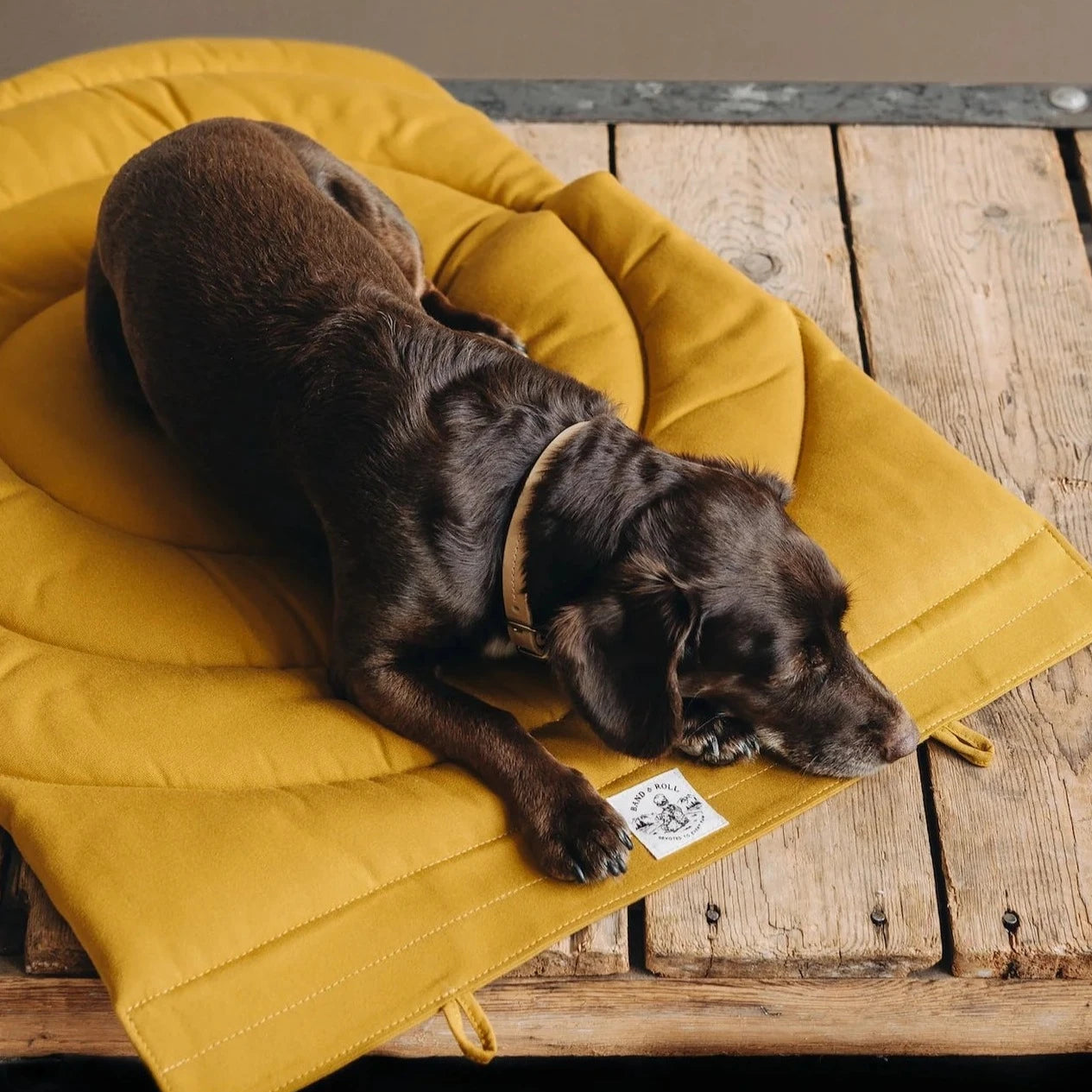 Astrolabe - Dog Travel Blanket