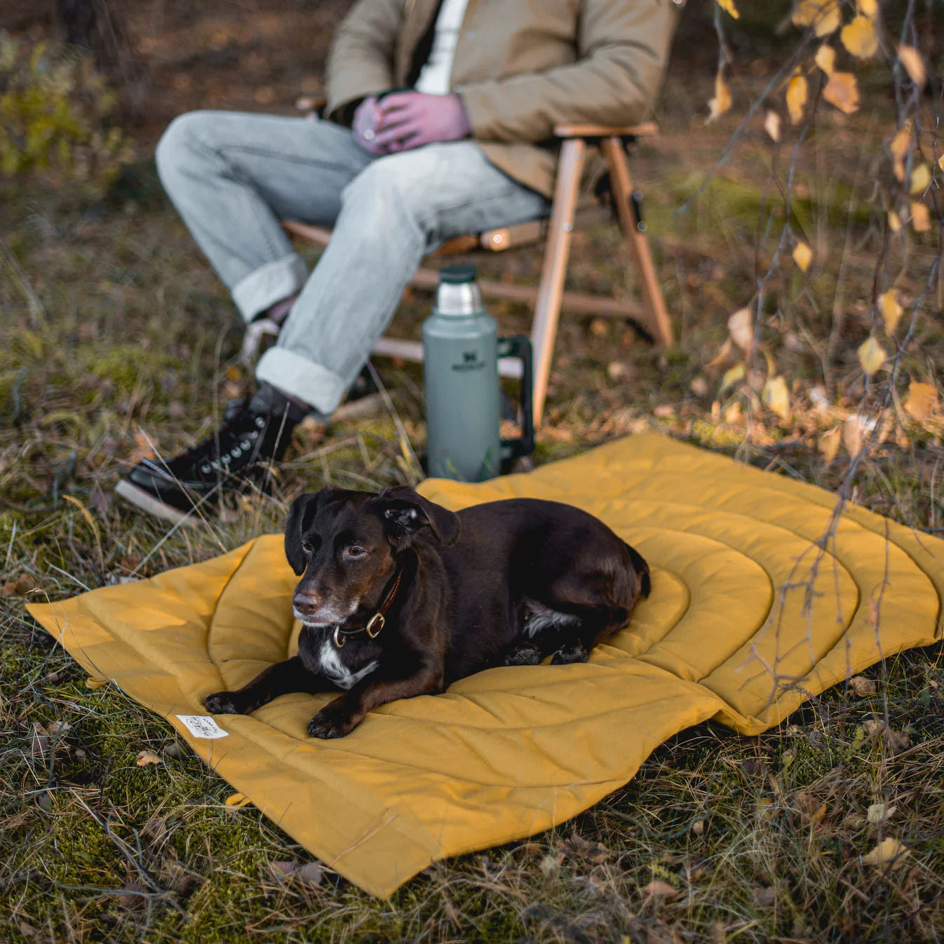 Astrolabe - Dog Travel Blanket - Xindri